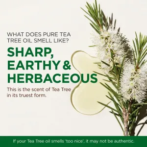 tea-tree-oil-4oz