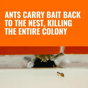 terro-liquid-ant-killer