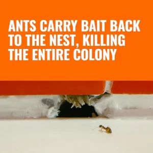 terro-liquid-ant-killer
