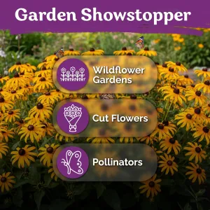 black-eyed-susan-seeds