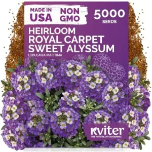 black-eyed-susan-seeds