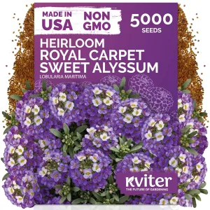 black-eyed-susan-seeds