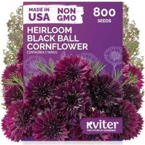 black-eyed-susan-seeds