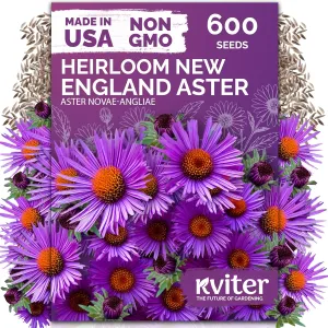 black-eyed-susan-seeds