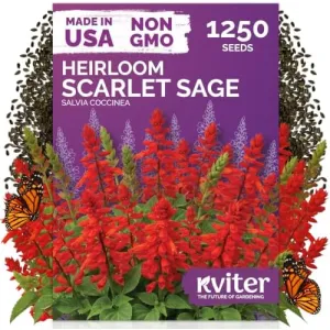 black-eyed-susan-seeds