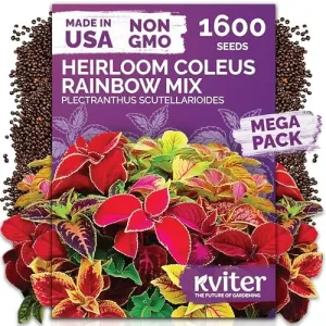 black-eyed-susan-seeds