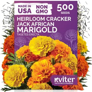 black-eyed-susan-seeds