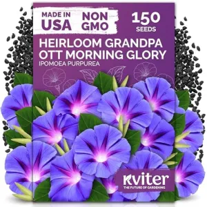 black-eyed-susan-seeds