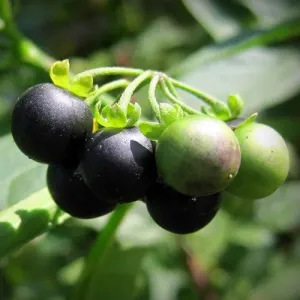 black-eyed-susan-seeds