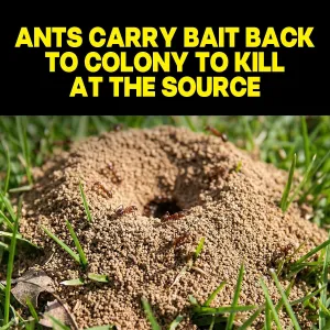 raid-ant-killer-baits