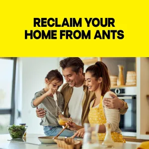 raid-ant-killer-baits