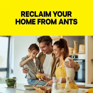 raid-ant-killer-baits