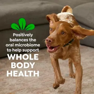 greenies-teenie-original-dental-treats