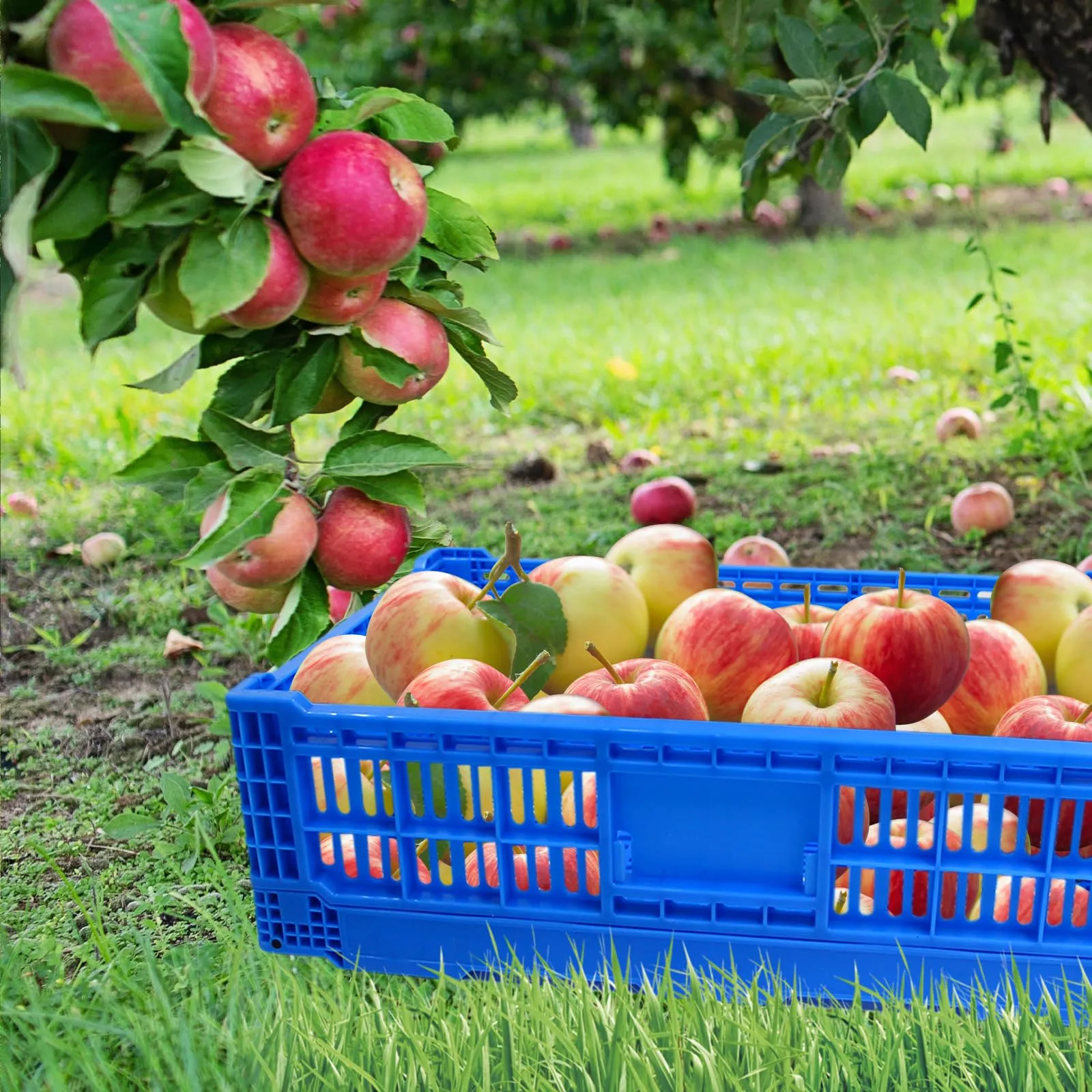 large-storage-crate-blue-plastic-storage-baskets-collapsible-folding-storage-spacious-bins-43-liter-transfer-container-indoor-and-outdoor-storage-for-various-items-23-6-l-x-15-7-w